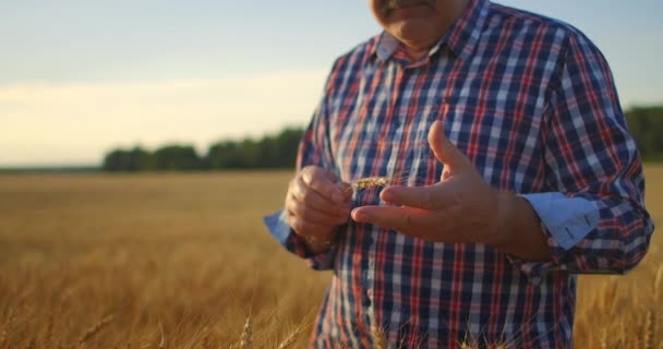 Starší dospělý farmář vezme své ruce na pšeničné bodce a zkoumá je při studiu při západu slunce v čepici ve zpomaleném filmu — Stock video