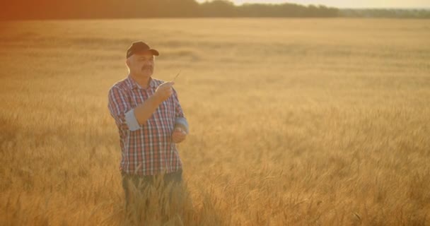 Senior Adult farmer takes his hands on the wheat spikes and examines them while studying at sunset in a cap in slow motion — Stock Video