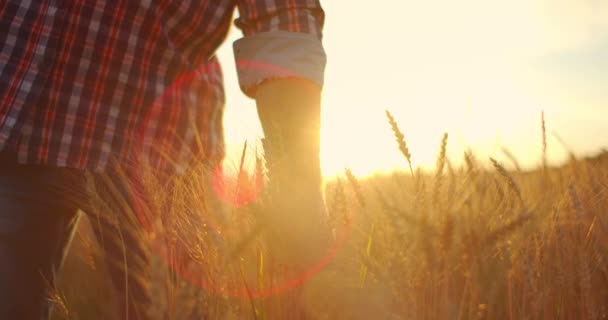 Man agronomist boer in gouden tarweveld bij zonsondergang. Man kijkt naar de oren van tarwe, achteraanzicht. Boeren hand raakt het oor van tarwe bij zonsondergang. De landbouwer inspecteert een veld rijpe tarwe. — Stockvideo