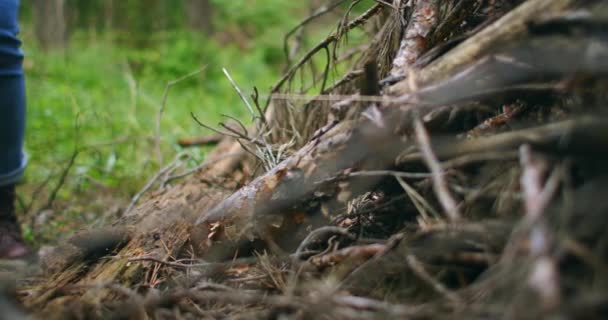 Närbild av händer knyta skosnören på en resenär skor i skogen. Skogsresa — Stockvideo