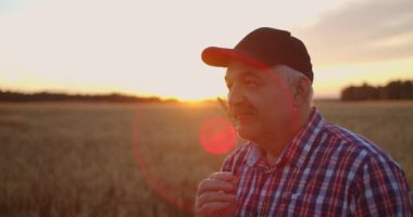 Çavdar tarlasında gün batımında şapkalı yaşlı bir çiftçinin portresi. Tarlada dikilen mısır gevreğinin tadını çıkar. 