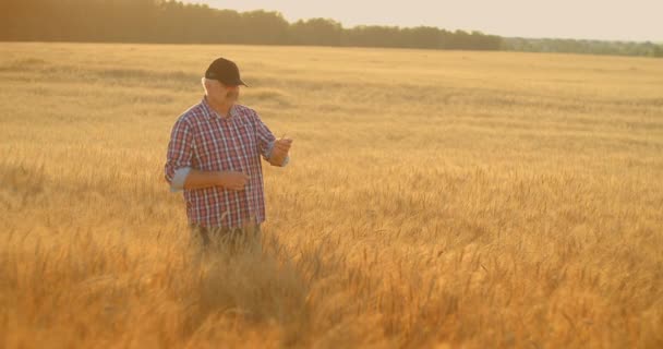 Un granjero anciano con bigote sostiene un cepillo de trigo y lo estudia y analiza. Centeno en manos de un granjero al atardecer — Vídeo de stock