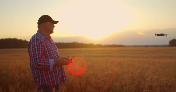 The old farmer uses doron in agriculture driving and piloting over the field with wheat and spikes — Stock Video