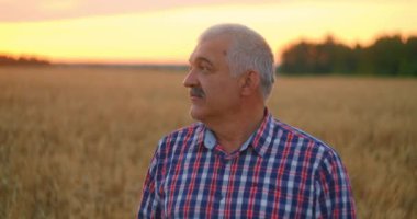 Yaşlı gri saçlı bir çiftçi gün batımında buğday tarlasında duruyor ve yavaş çekimde mesafeye bakıyor. Yaşlı bir çiftçinin görüşü