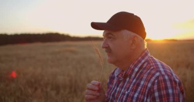 Tişört ve beyzbol şapkalı yaşlı bir çiftçi gün batımında mısır gevreği tarlasında duruyor ve buğday başaklarına bakıp hasada gülümsüyor. Mutlu yaşlı çiftçi gün batımında