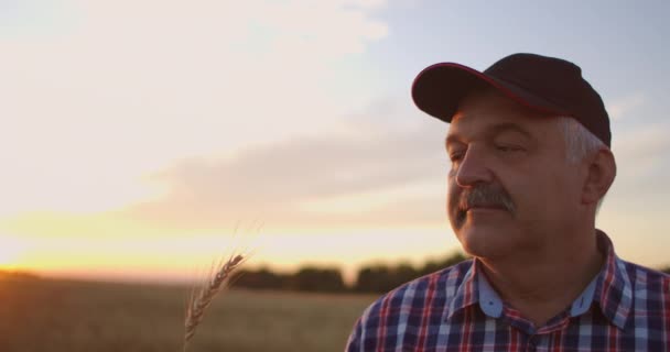 Un granjero anciano con camisa y gorra de béisbol se encuentra en un campo de cultivos de cereales al atardecer y mira las espigas de trigo regocijándose y sonriendo ante la buena cosecha. Feliz granjero anciano al atardecer — Vídeos de Stock