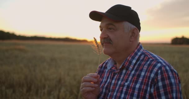 Retrato de um agricultor idoso em um boné ao pôr-do-sol em um campo de trigo farejando centeio escova. Aproveite o aroma de cereais em pé no campo — Vídeo de Stock