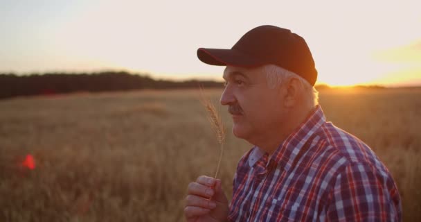 Egy idős farmer pólóban és baseball sapkában áll a gabonatermés mezején naplementekor, és nézi a búza tüskéit, ahogy örül és mosolyog a jó termésen. Boldog idős gazda naplementekor — Stock videók