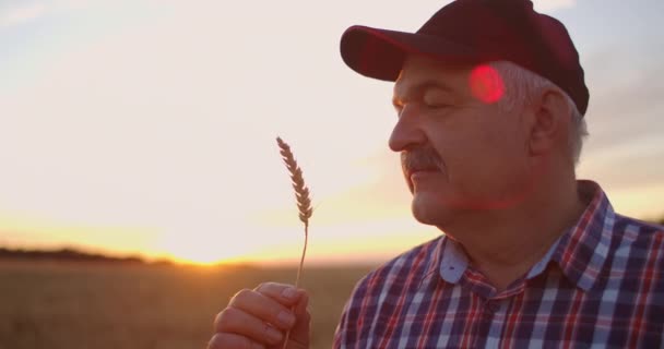 Primer plano: Un viejo agricultor estudia y examina un pincel de centeno. Mantenga los brotes de grano y evaluar la calidad. Agricultor disfruta de la belleza de la cosecha — Vídeos de Stock
