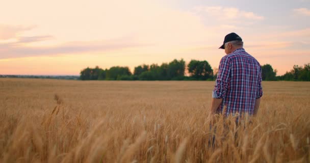 Kilátás hátulról: Egy idős férfi farmer sétál át a búzamezőn naplementekor. A kamera követi a parasztot, aki a rozskenyéren sétál lassítva. — Stock videók