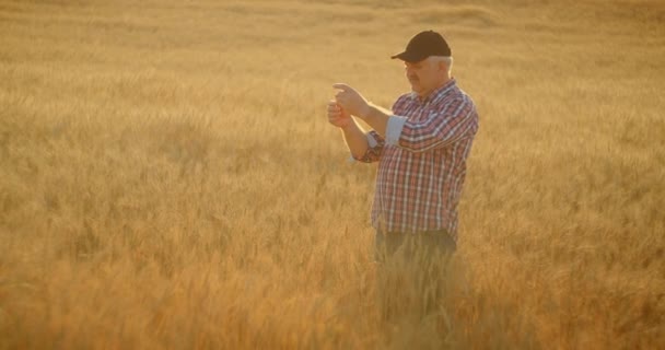 Een oudere mannelijke boer met een snor houdt een tarweborstel vast en kijkt ernaar en analyseert het. Rogge in de handen van een boer bij zonsondergang — Stockvideo