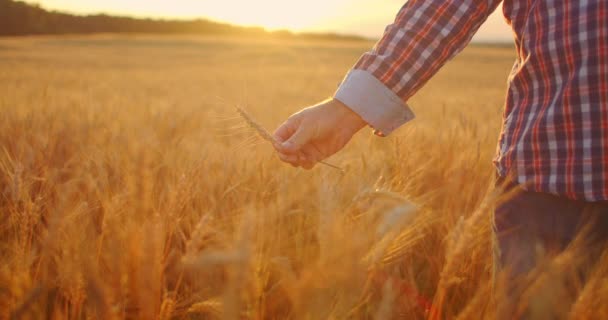 A close-up of a male farmer holds wheat in the sunlight and at sunset examines its spikes. Brushes of rye in sunlight in the hands of an elderly farmer — Stock Video