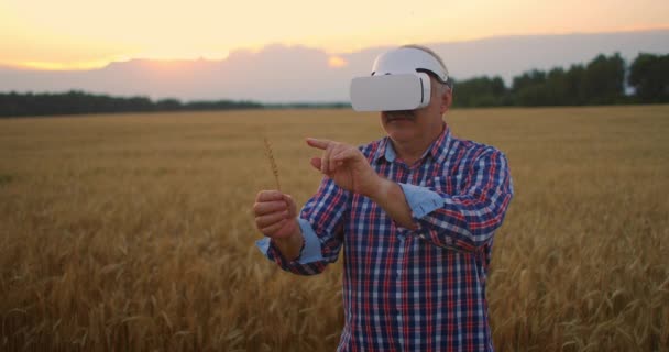 Um homem idoso usando óculos de realidade virtual inspeciona uma escova de trigo usando gestos. Fique em um campo de cereais e use gestos em um capacete VR — Vídeo de Stock