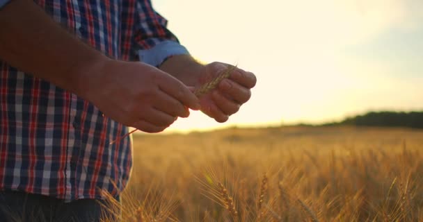 太陽の下で小麦を保持し、日没時にはそのスパイクを調べる男性農家のクローズアップ。高齢者の農家の手の中に太陽の光でライ麦のブラシ — ストック動画