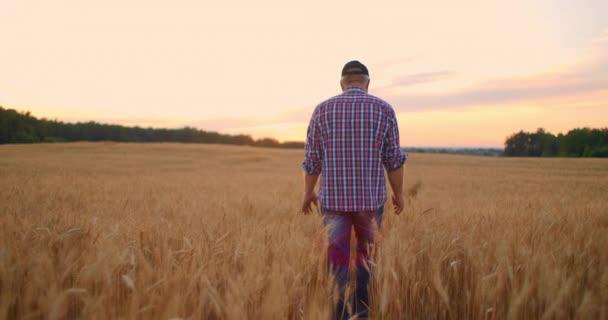 Kilátás hátulról: Egy idős férfi farmer sétál át a búzamezőn naplementekor. A kamera követi a parasztot, aki a rozskenyéren sétál lassítva. — Stock videók