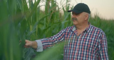 Mısır tarlasında çiftçi mısırı yırtıyor. Hasır şapkalı yaşlı bir adam mısır tarlasında yürüyor ve gelecekteki ekinleri kontrol ediyor.