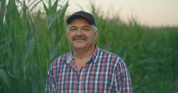 An elderly farmer films a baseball cap staring at the camera and smiling while standing in a field with corn — Stock Video