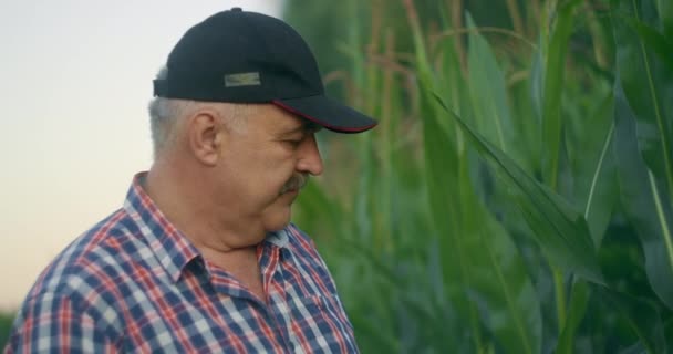 Starszy rolnik na polu kukurydzy obserwuje pędy kukurydzy i sprawdza gotowość upraw i dojrzałość kukurydzy. — Wideo stockowe