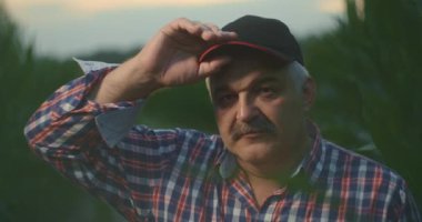 Yaşlı bir çiftçinin portresi yavaş çekimde mısır tarlasında kameraya bakıyor.