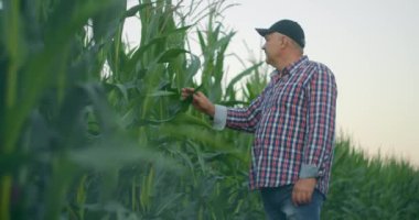 Mısır tarlasında çiftçi mısırı yırtıyor. Hasır şapkalı yaşlı bir adam mısır tarlasında yürüyor ve gelecekteki ekinleri kontrol ediyor.