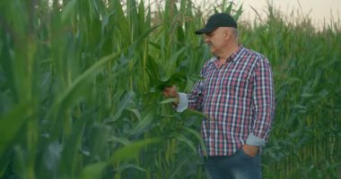 Mısır tarlasında çiftçi mısırı yırtıyor. Hasır şapkalı yaşlı bir adam mısır tarlasında yürüyor.