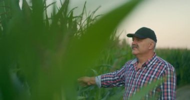 Mısır tarlasında yaşlı bir çiftçi mısırın filizlenmesini izler ve ekinin hazır olup olmadığını ve mısırın olgunluğunu kontrol eder.. 