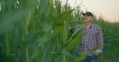 Mısır tarlasında yaşlı bir çiftçi mısırın filizlenmesini izler ve ekinin hazır olup olmadığını ve mısırın olgunluğunu kontrol eder.. 