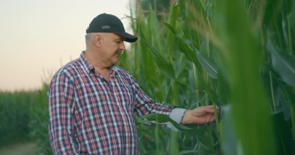 Farmer na polu kukurydzy łzy kukurydzy. Starszy mężczyzna w słomkowym kapeluszu chodzi po polu kukurydzy i sprawdza przyszłe zbiory. — Wideo stockowe