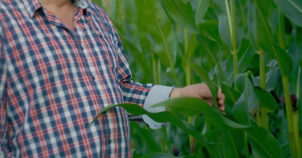 Farmer na polu kukurydzy łzy kukurydzy. Starszy mężczyzna w słomkowym kapeluszu chodzi po polu kukurydzy. — Wideo stockowe