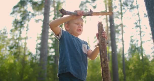 森の中の少年は薪を集める。キャンプで夏の森の薪を集めてる。夏のハイキングでキャンプファイヤーのためのブラシウッド. — ストック動画