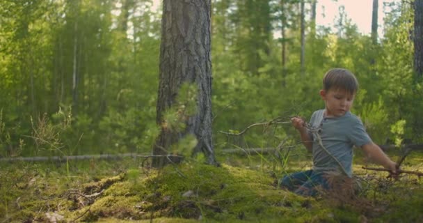 A fiú az erdőben tűzifát gyűjt. száraz tűzifák gyűjtése a nyári erdőben a kemping. Brushwood tábortűz nyáron túrázás. — Stock videók