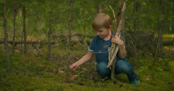 森の男が棒を集めて苔にキノコを見つけた — ストック動画