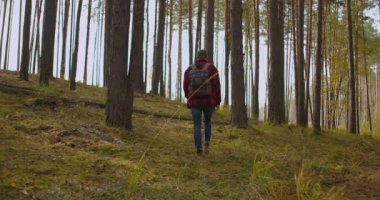 Yavaş çekim: adam güneşli bir sonbahar gününde yeşil ormanda yürüyüş yapıyor. Sırt çantalı, çam ağacında yürüyen sağlıklı bir erkek. Erkek gezgin doğayı keşfetmek için yolda yürür.
