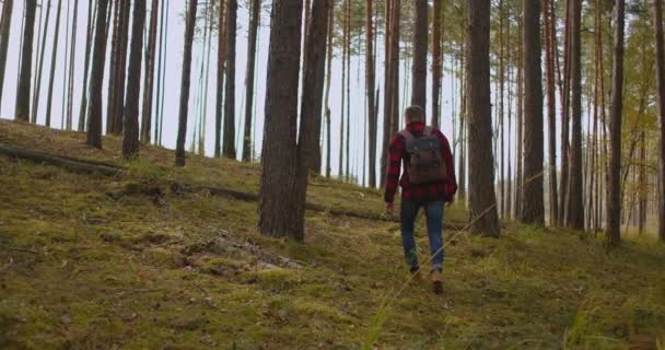 Wolny ruch: człowiek wędrujący po zielonym lesie w słoneczny jesienny dzień. Widok z tyłu aktywnego zdrowego samca z plecakiem spacerującym po lesie sosnowym. mężczyzna podróżnik spacery przez szlak zwiedzanie przyrody — Wideo stockowe
