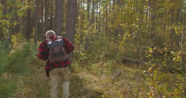 Турист с рюкзаком идет один в лесу в солнечный осенний день, вид сзади, наслаждаясь хорошей и теплой погодой — стоковое видео