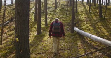 Yalnız adam sonbahar günü ormanda yürür, sırtında sırt çantası, arkası görünür, ormanda kaybolur, tehlike ve aşırı derecede