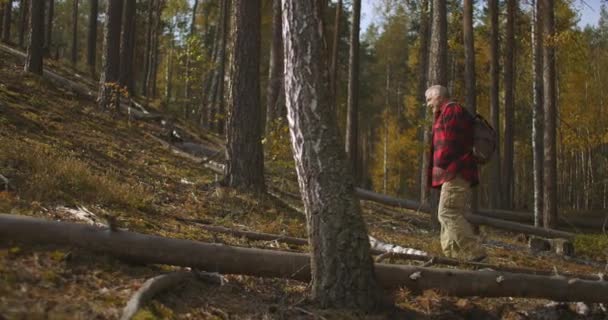 Müder Wanderer läuft am Herbsttag über Waldhang, grauhaariger Mann trägt Rucksack und geht allein — Stockvideo