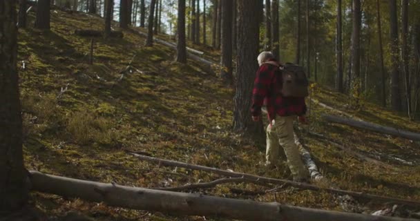 Hombre anciano está explorando el bosque, senderismo entre los árboles en el día de otoño soleado, mochilero de turismo masculino solo — Vídeos de Stock