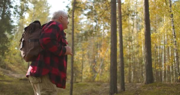 Wanderer spaziert allein im malerischen Birkenhain im Herbst, Backpacker flaniert zwischen vergilbten Bäumen — Stockvideo