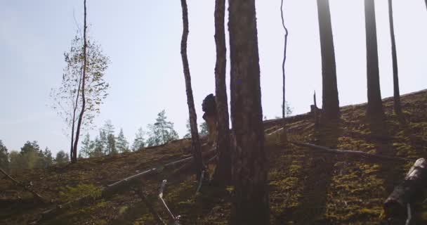 Tired traveller is rising on top of hill in forest at sunny fall day, carrying backpack, human silhouette between trees — Stock Video