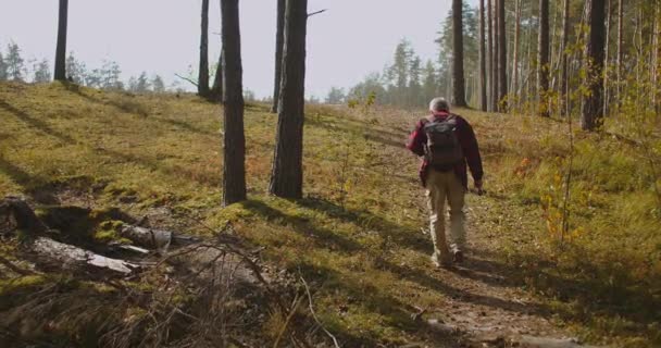 Vandrare går ensam i skogen på morgonen tid, njuta av fräsch morgon natur på hösten, baksida syn på mänsklig figur — Stockvideo