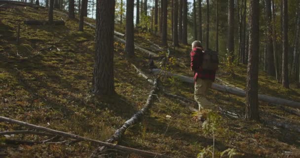 Ο άνθρωπος έχει χαθεί στο δάσος, ο συλλέκτης μανιταριών ή ο πεζοπόρος περπατά μόνος ανάμεσα σε ψηλά δέντρα, βρίσκοντας μονοπάτι, κίνδυνο να ταξιδέψει μόνος του στο δάσος. — Αρχείο Βίντεο