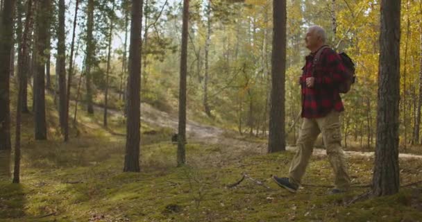 Malerischer und märchenhafter Herbstwald mit Sonnenstrahlen, Reisender mittleren Alters mit Rucksack geht hinein — Stockvideo