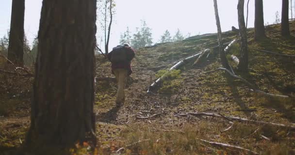 Sırt çantalı yetişkin bir adam sonbahar günü ormanlık alandan geçiyor. Tek başına yürüyüş yapıyor, sırt çantasıyla geziyor ve ormanda yürüyüş yapıyor. — Stok video