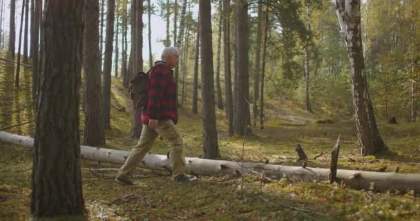 Malerische Natur des Herbstwaldes und Spaziergänger, Mann mittleren Alters spaziert mit Rucksack zwischen Bäumen — Stockvideo