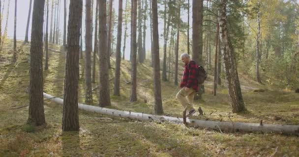 Medelålders upptäcktsresande vandrar i skogen, lugn och varm höstdag med starkt solsken, koppla av och njut av naturen — Stockvideo