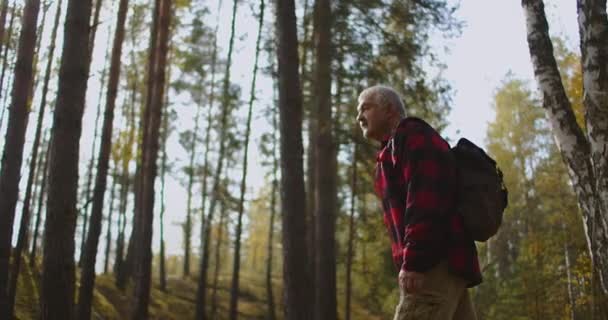 Wandern im Wald, Wanderer mittleren Alters spaziert zwischen Bäumen im Herbst Tag, malerischen Kiefernwald — Stockvideo