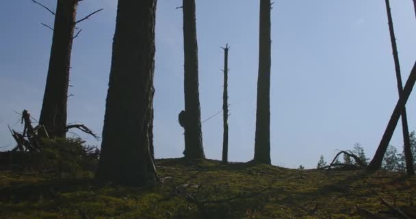 Turista s batohem a rybářským prutem se prochází v lese, pohybuje mezi stromy, silueta pohled proti obloze — Stock video