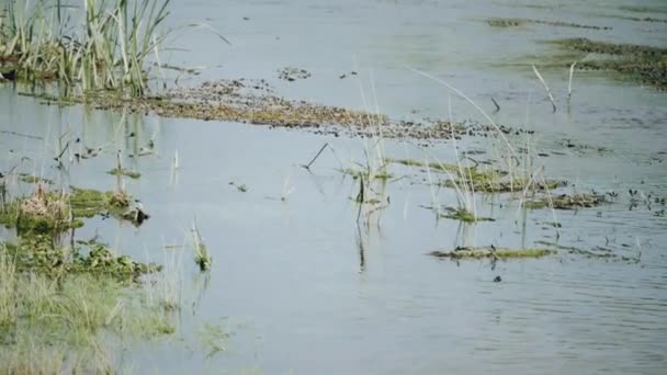 Pequeña libélula se sienta en una hoja de hierba contra el agua — Vídeos de Stock