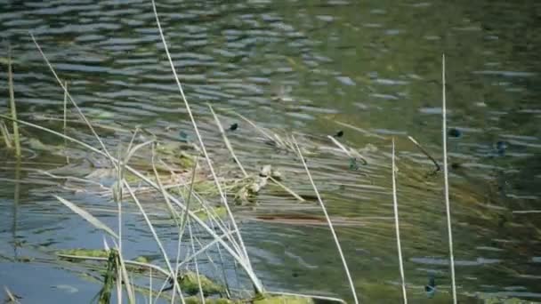 Micuța libelulă stă pe o lamă de iarbă împotriva apei — Videoclip de stoc
